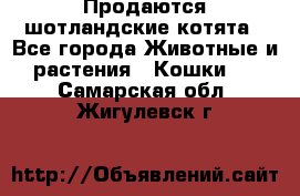 Продаются шотландские котята - Все города Животные и растения » Кошки   . Самарская обл.,Жигулевск г.